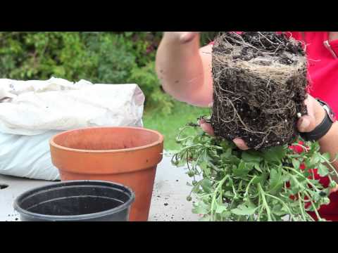 how to replant mums