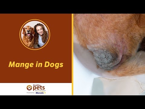 how to treat mites on dogs