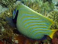 Scuba Diving Holiday. Sharm El Sheikh, Egypt.