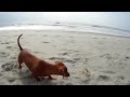 Enlace a Primer encuentro de un perrito salchicha con un cangrejo de playa