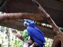 Quaker and Hyacinth at Iguassu Falls