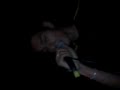 Raiz Urbana en Runas (David)