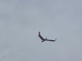 SWIFT mit E-Antrieb (2) - Steigflug