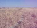 videos de a meerkat
