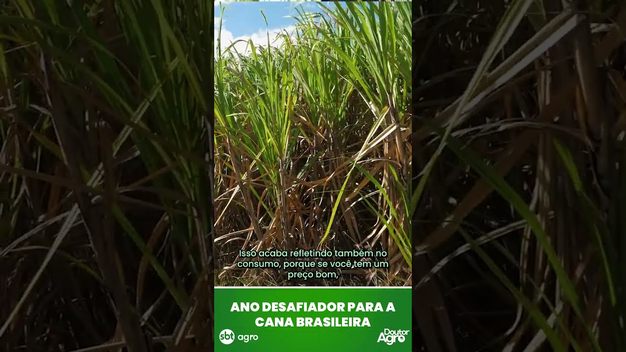 Ano desafiador para a cana brasileira