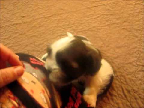 Meet Davie & Benny 2 