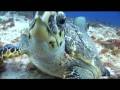 videos de Hawksbill Turtle Does Lunch
