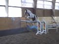 Akiba by Argentinus loose jumping horse