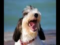 Grand Basset Griffon Vandeen
