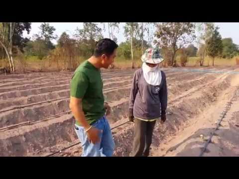 คนสร้างมัน - ระบบน้ำหยดไร่มันสำปะหลังตอน 2