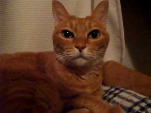 猫の条件反射3 - チュチュチュの続きの続き