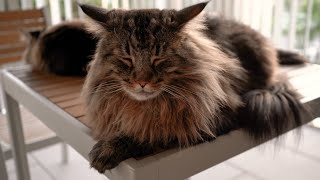 Evening purrs and nap time with Roy and Moss | Norwegian Forest Cat