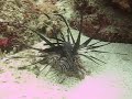 lionfish.avi