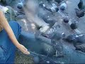 LAS PALOMAS DE LA PLAZA santiago centro, niņos y palomas LAS PALOMAS DE LA PLAZA santiago centro, niņos y palomas