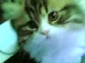 A Naughty kitten chasing Haifa Wahby A Naughty kitten chasing Haifa Wahby