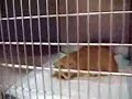 chat hurlant