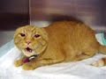 chat hurlant