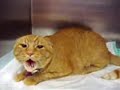 chat hurlant
