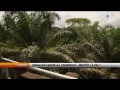Herakles Farms au Cameroun : Bientôt la fin ?