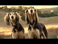 Dogs Rule Day - An International Holiday for Dogs Dogs Rule Day - An International Holiday for Dogs