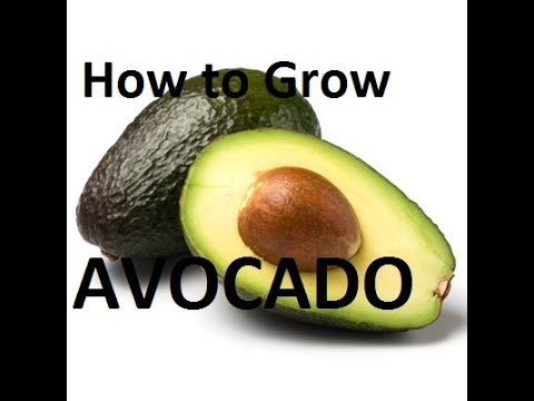 how to fertilize avocados