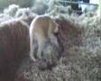 Bullmastiff video