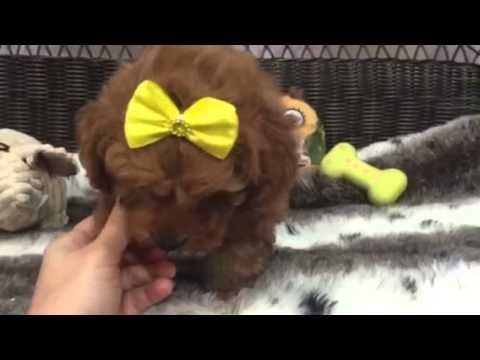 Teeny tiny female Toy Poodle!