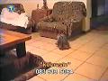 sexo-brutal.html
