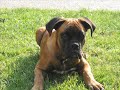 IL mio cane DESY IL mio cane DESY