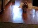 Dog Brings Tissue