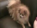 Psycho Pomeranian