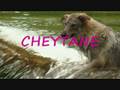 loup tcheque