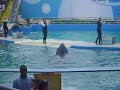 dolphin jump!!!