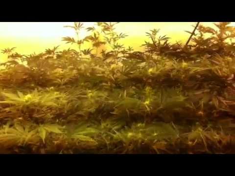 how to fertilize flowering cannabis