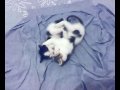 Gattini: Snoopy, Fragolita e Mamma Stellina