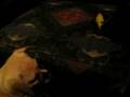 videos de Petey's got Chewie's Duckie! Part 2 of 3