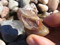 Marmot Blood One