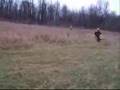 Pit Bike mxr + db7