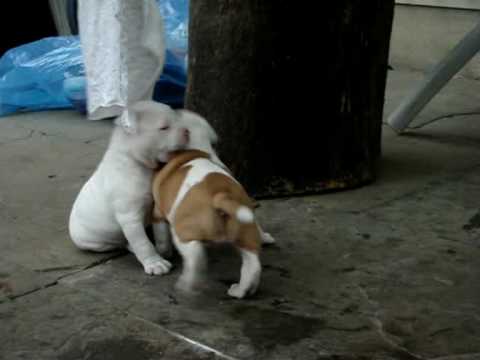 bandog