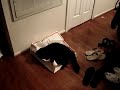 2 kittes in a Coach bag