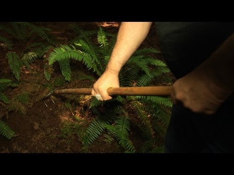 truffles - To Jack Czarnecki, his lifelong fascination with wild mushrooms can be distilled down to one determinant factor: family genetics. More specifically, his fath...