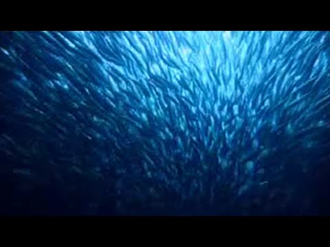 Epic journey of sardines - BBC wildlife