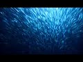 Epic journey of sardines - BBC wildlife