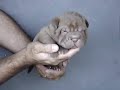 Shar Pei - Ninhada 18-06-2007 Bon Zai x Suki - Sharpei Shar Pei - Ninhada 18-06-2007 Bon Zai x Suki - Sharpei