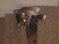 God's Most Retarted Kitty Creations!