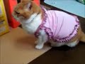 下着姿で・・