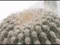 Saguaro National Forest