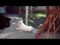 west highland white terrier