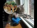 videos de LOL Funny cat