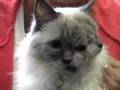 Weird video of the day: Louie the cat with two faces Weird video of the day: Louie the cat with two faces